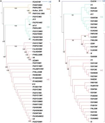 The Diversity of the CRISPR-Cas System and Prophages Present in the Genome Reveals the Co-evolution of Bifidobacterium pseudocatenulatum and Phages